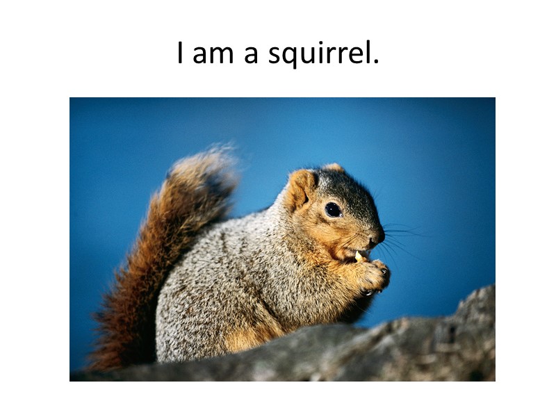 I am a squirrel.